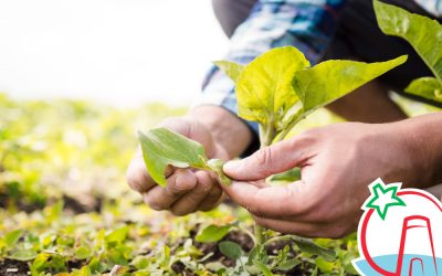Técnicas de cultivo de la agricultura ecológica